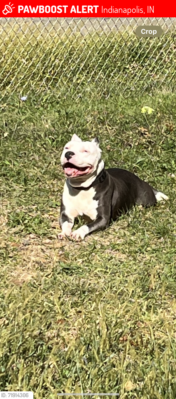 Lost Female Dog last seen Keystone ave and Troy, Indianapolis, IN 46203