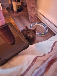 Lost Female Cat last seen Cure labelle and lepine, Laval, QC H7V 3N4