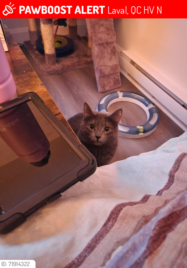 Lost Female Cat last seen Cure labelle and lepine, Laval, QC H7V 3N4
