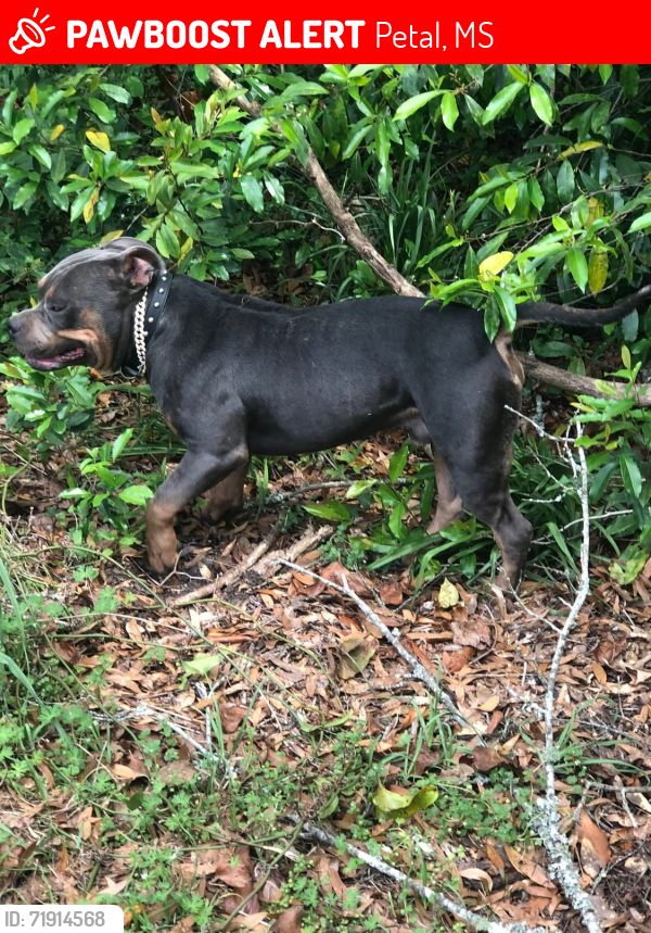 Lost Male Dog last seen Rail road peal Ms, Petal, MS 39465