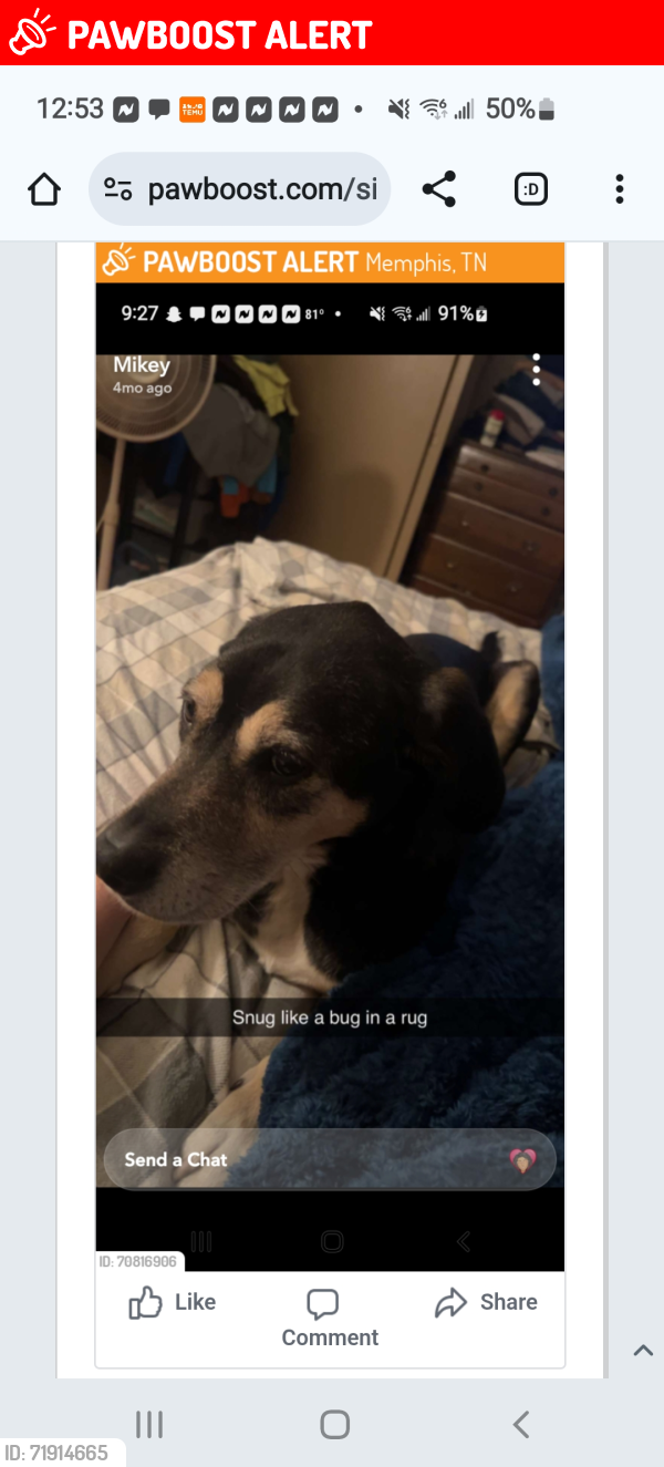 Lost Male Dog last seen I-40 and Shell Lake, Ar, St. Francis County, AR 72346