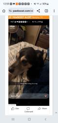 Lost Male Dog last seen I-40 and Shell Lake, Ar, St. Francis County, AR 72346