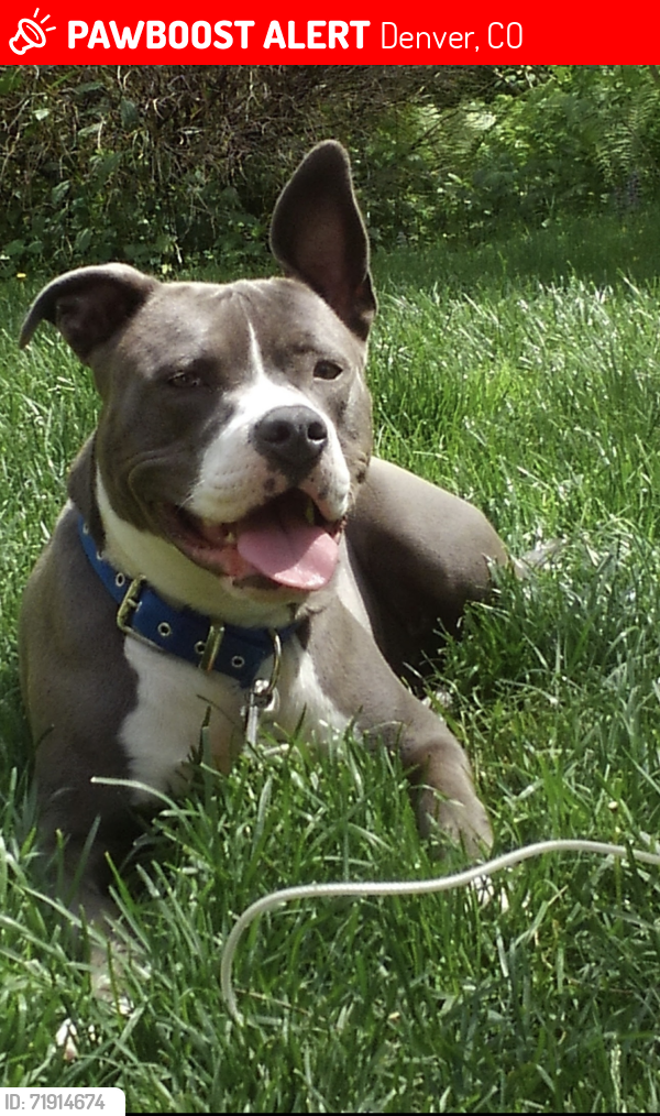 Lost Male Dog last seen Near E Dartmouth Ave, Denver, CO 80014