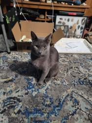 Lost Male Cat last seen Eubank and Menaul 9809 Menaul Blvd NE, Albuquerque, NM 87112