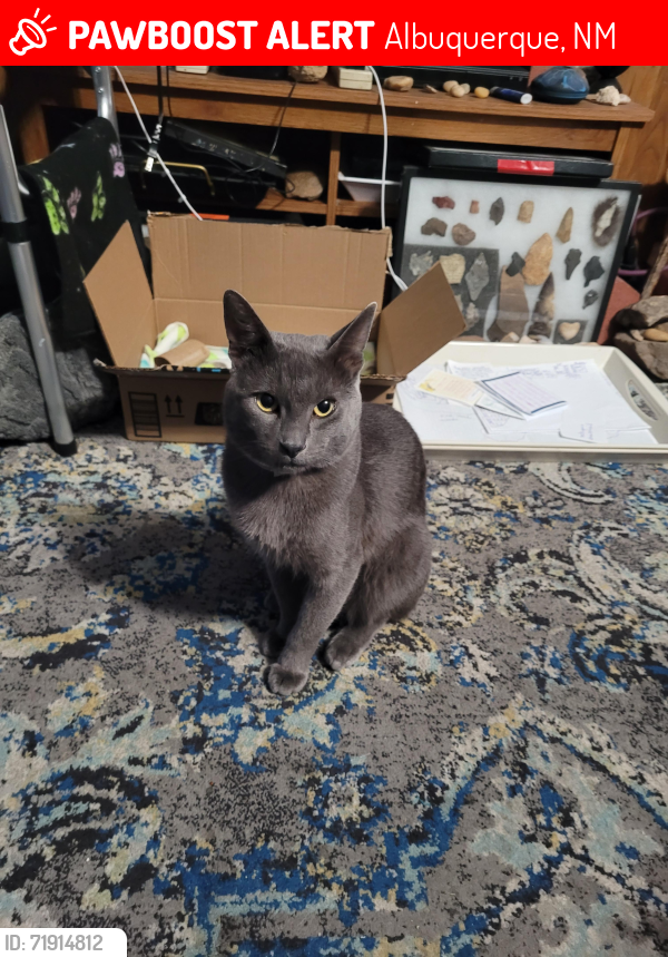 Lost Male Cat last seen Eubank and Menaul 9809 Menaul Blvd NE, Albuquerque, NM 87112