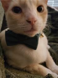 Lost Male Cat last seen Near 207th Ave E, Bonney Lake , Bonney Lake, WA 98391