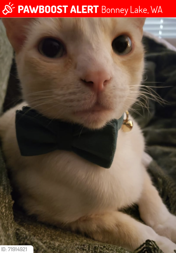 Lost Male Cat last seen Near 207th Ave E, Bonney Lake , Bonney Lake, WA 98391