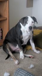 Lost Female Dog last seen Westover dog park, Fayetteville, NC 28303