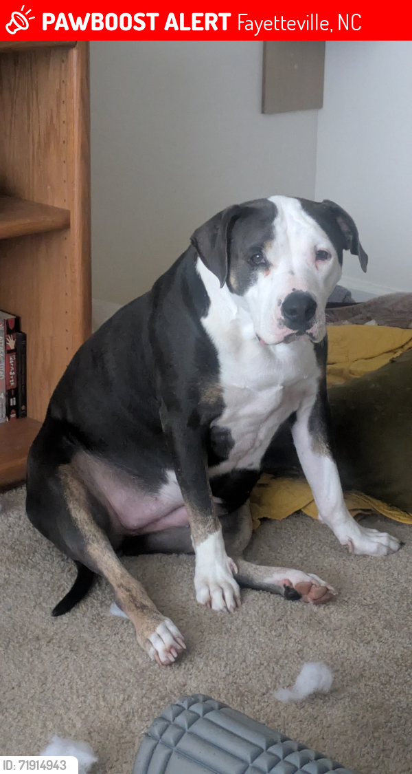 Lost Female Dog last seen Westover dog park, Fayetteville, NC 28303