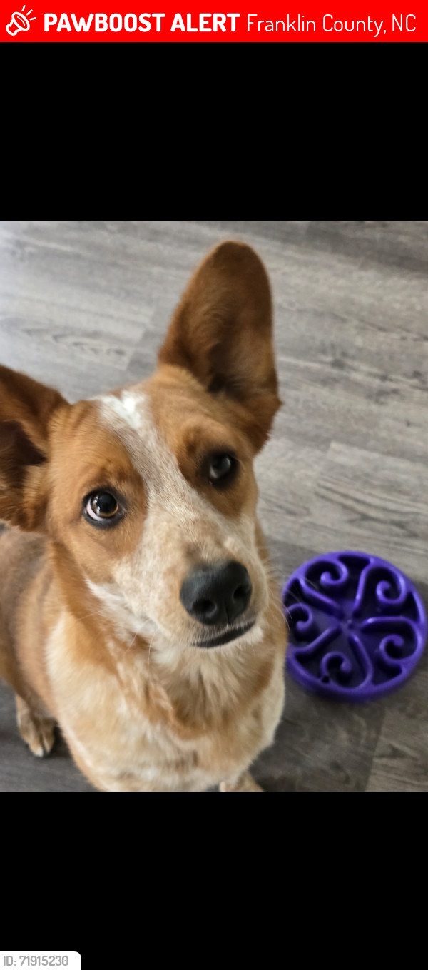 Lost Female Dog last seen Highway 98 and Clifton pond rd near Bunn, Franklin County, NC 27596