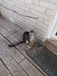 Lost Male Cat last seen Ney and Bronson, Houston, TX 77034