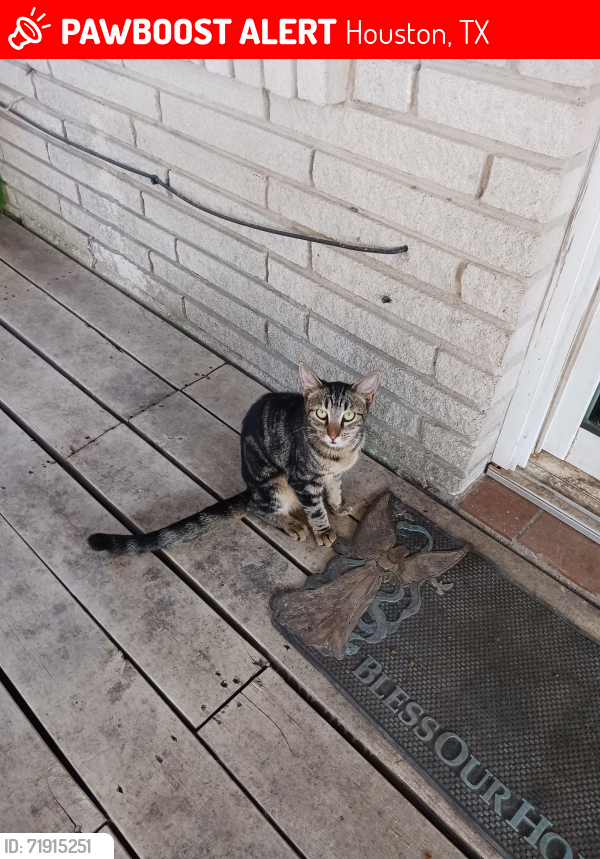 Lost Male Cat last seen Ney and Bronson, Houston, TX 77034