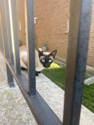 Lost Female Cat last seen Eglinton and Creditview, Mississauga, ON L5M 6E9
