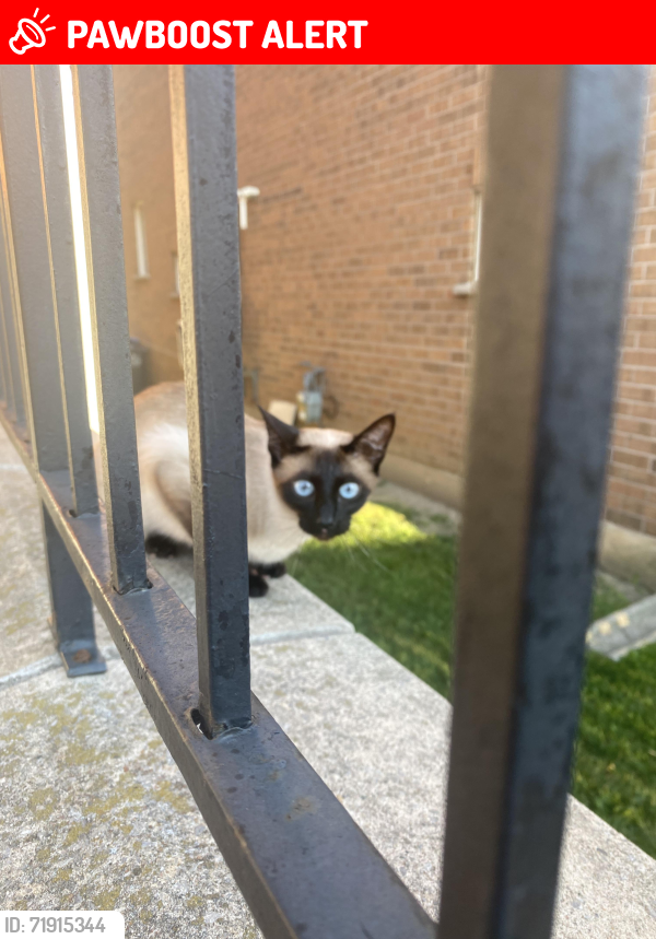 Lost Female Cat last seen Eglinton and Creditview, Mississauga, ON L5M 6E9