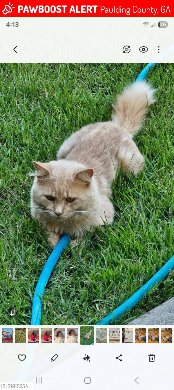 Lost Male Cat last seen Paul Harris Road/Cumberland Ave, Dallas, GA, Paulding County, GA 30157