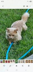 Lost Male Cat last seen Paul Harris Road/Cumberland Ave, Dallas, GA, Paulding County, GA 30157