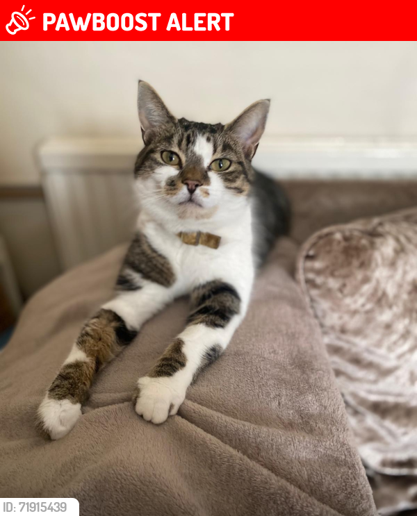 Lost Female Cat last seen Stanley road, Greater London, England 