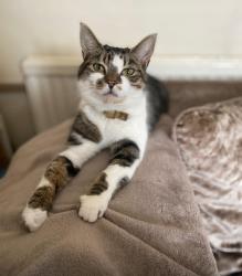 Lost Female Cat last seen Stanley road, Greater London, England 