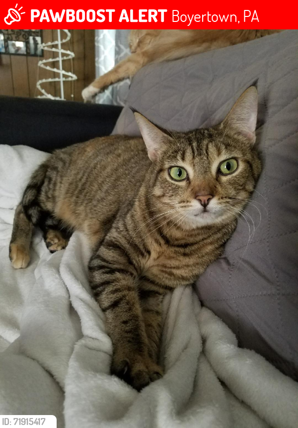 Lost Female Cat last seen 5th and Washington St, Boyertown, PA 19512