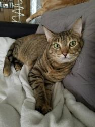 Lost Female Cat last seen 5th and Washington St, Boyertown, PA 19512