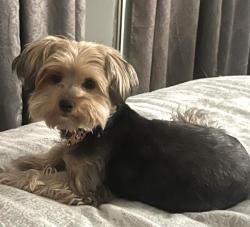 Lost Female Dog last seen Near Memorial Heights, Houston, TX 77007