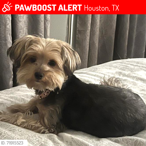 Lost Female Dog last seen Near Memorial Heights, Houston, TX 77007