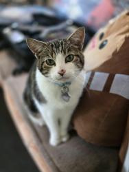 Lost Male Cat last seen Dawley road and school house point, Sequim, WA 98382