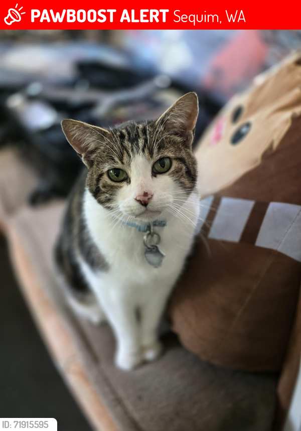 Lost Male Cat last seen Dawley road and school house point, Sequim, WA 98382