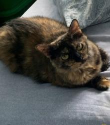 Lost Female Cat last seen Kinue st. above manago hotel, Captain Cook, HI 96704