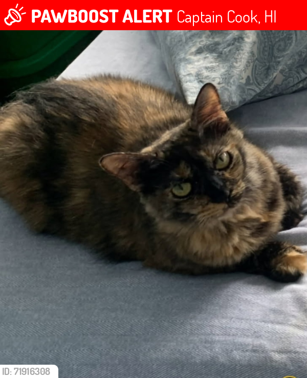 Lost Female Cat last seen Kinue st. above manago hotel, Captain Cook, HI 96704