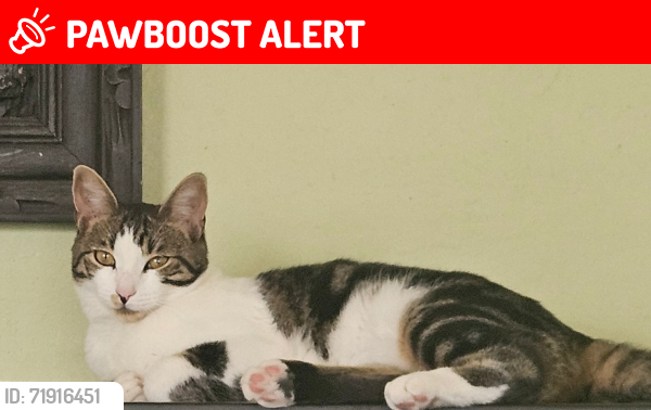 Lost Female Cat last seen Paraiso, La Crescenta-Montrose, CA 91214