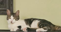 Lost Female Cat last seen Paraiso, La Crescenta-Montrose, CA 91214