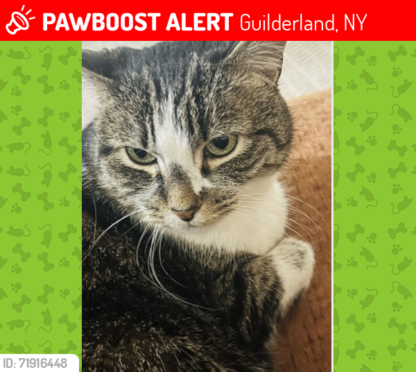 Lost Female Cat last seen Rte. 146. Western Avenue , Guilderland, NY 12009