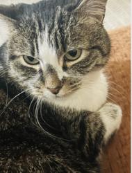Lost Female Cat last seen Rte. 146. Western Avenue , Guilderland, NY 12009