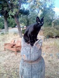 Lost Male Cat last seen Alma bridge, Los Gatos, Los Gatos, CA 95033