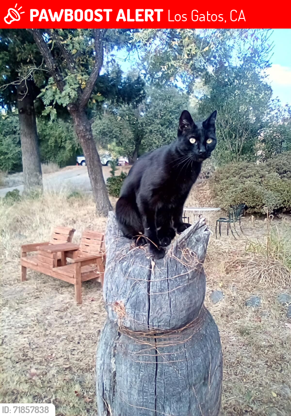 Lost Male Cat last seen Alma bridge, Los Gatos, Los Gatos, CA 95033