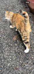 Lost Female Cat last seen 62nd, Vancouver, WA 98682