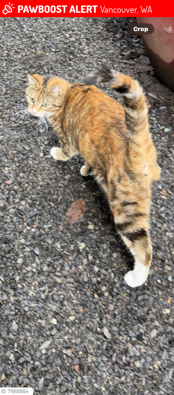Lost Female Cat last seen 62nd, Vancouver, WA 98682