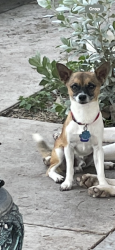 Lost Male Dog last seen Azul lane, Pharr, TX 78577