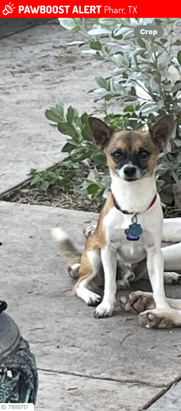 Lost Male Dog last seen Azul lane, Pharr, TX 78577
