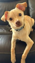 Lost Male Dog last seen John Thurman Field/Golfcourse, Modesto, CA 95351