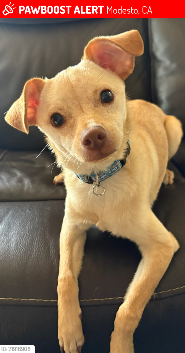 Lost Male Dog last seen John Thurman Field/Golfcourse, Modesto, CA 95351