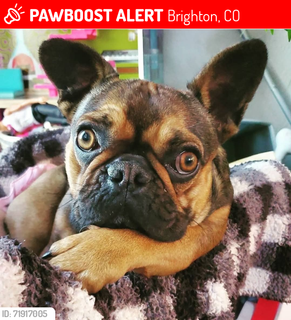 Lost Female Dog last seen 155th & Havana (in the open space), Brighton, CO 80602