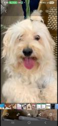 Lost Male Dog last seen Springfield n westgate., Queens, NY 11413