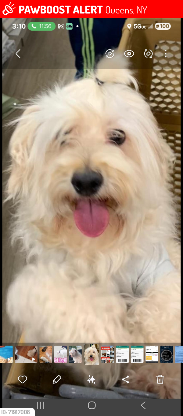Lost Male Dog last seen Springfield n westgate., Queens, NY 11413