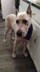 Lost Male Dog last seen 8 Mile and Greenfield, Detroit, MI 48235