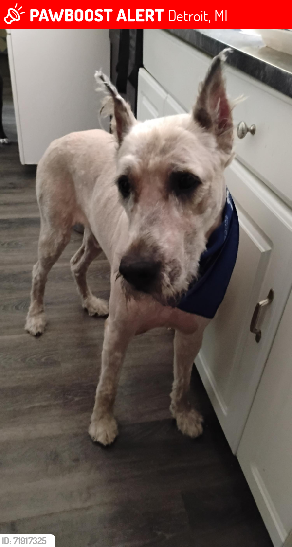 Lost Male Dog last seen 8 Mile and Greenfield, Detroit, MI 48235