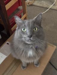 Lost Male Cat last seen Montgomery St. near Pleasant Valley, Oakland, CA 94611