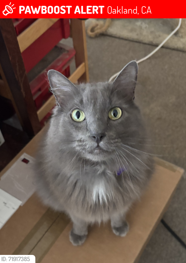 Lost Male Cat last seen Montgomery St. near Pleasant Valley, Oakland, CA 94611