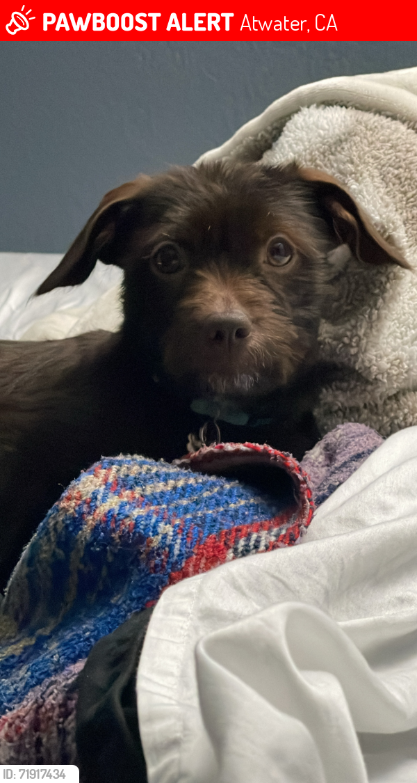 Lost Female Dog last seen Osborn Terrace & Shaffer in Atwater , Atwater, CA 95301